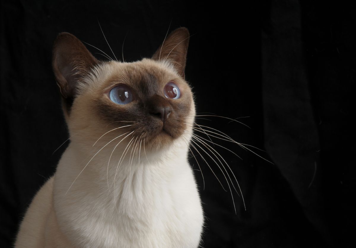 Read more about the article The Tonkinese: a loyal company