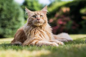 Maine Coon lying in grass