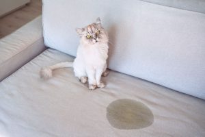 Cat pee on couch