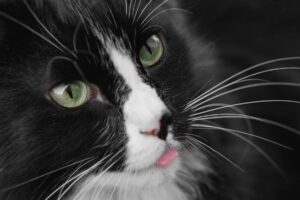 Black and white cat breeds